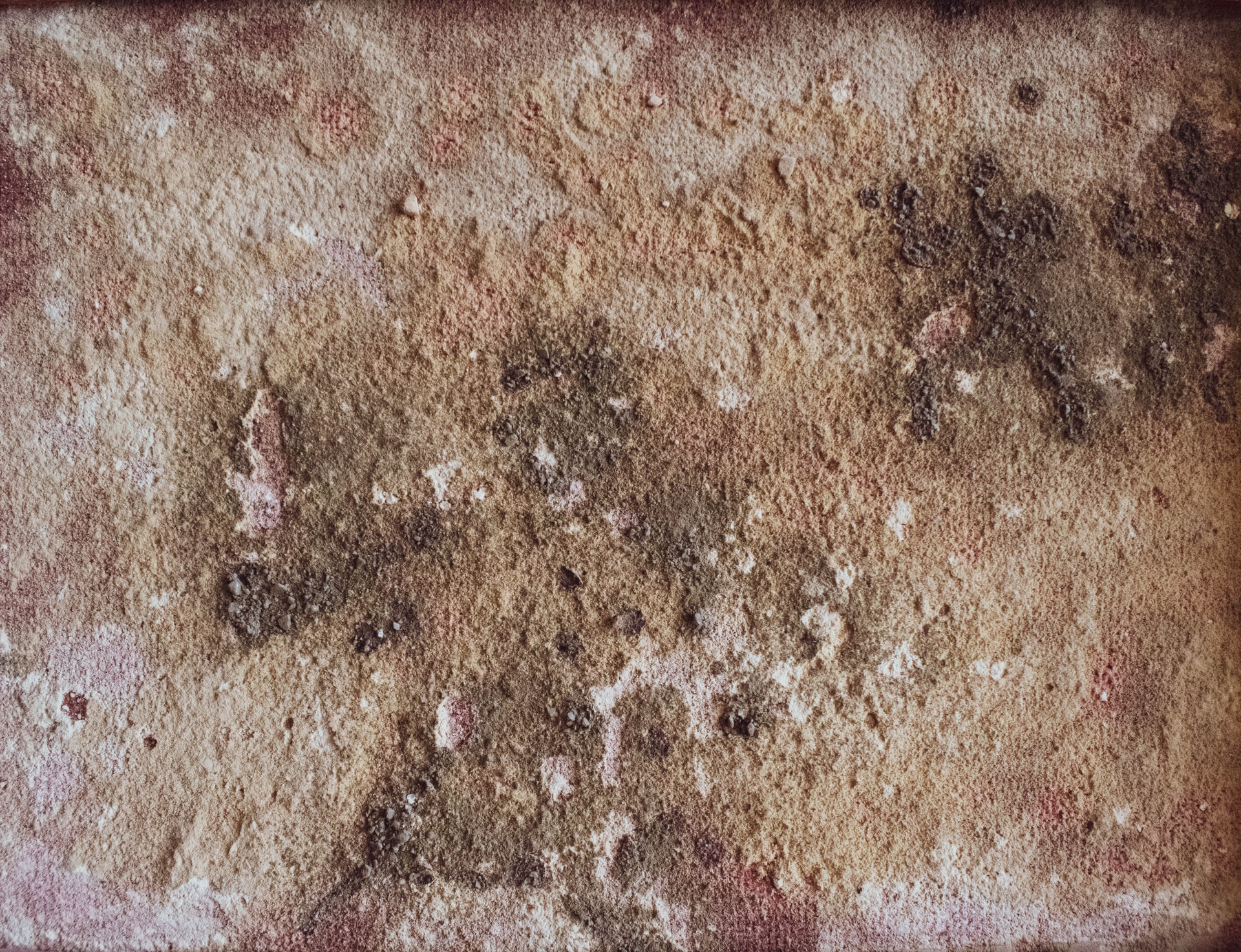Bella Mold Removal