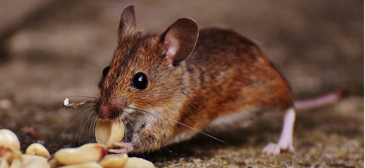 rat 2